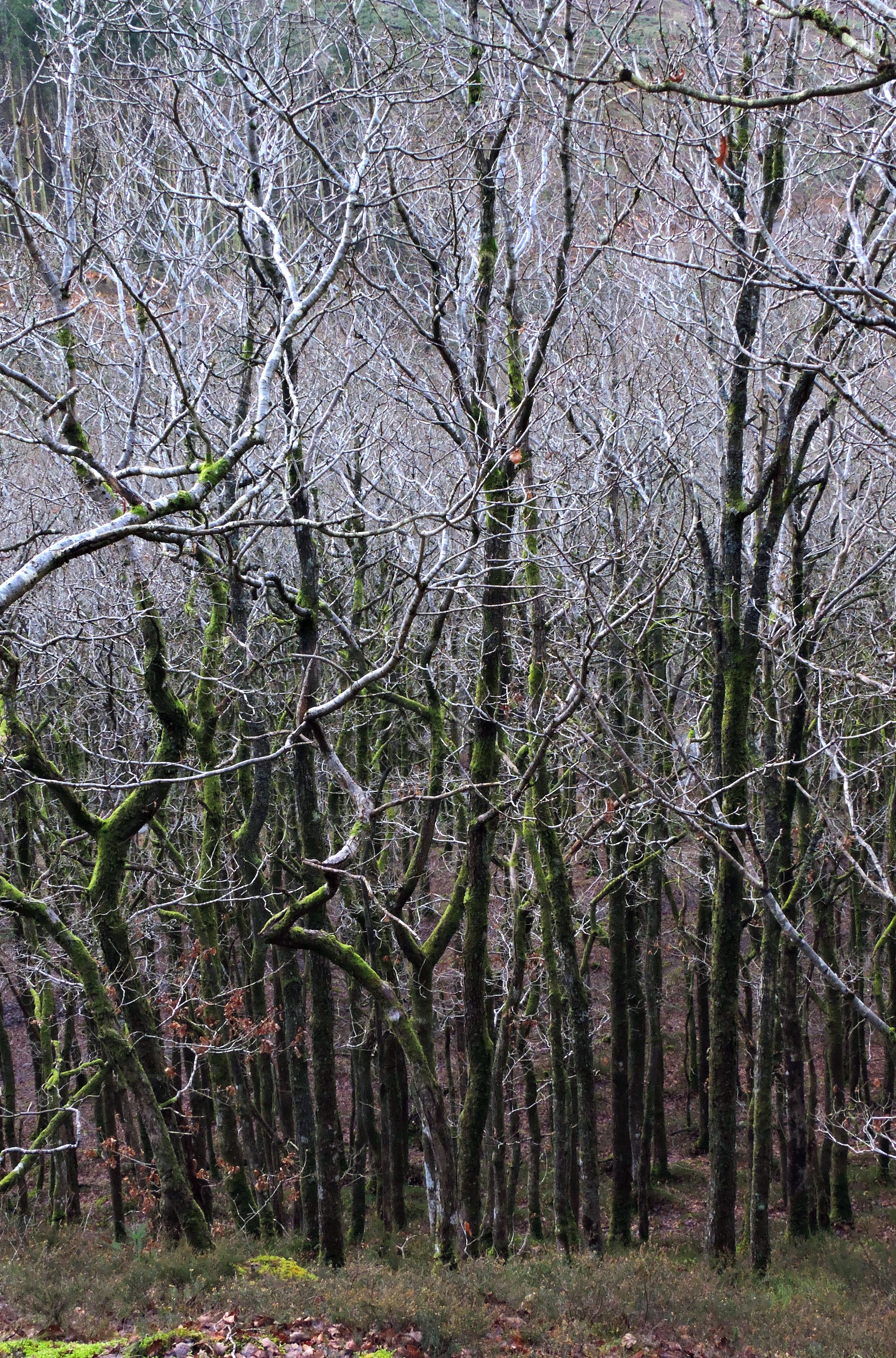 DEAD WOOD Bill Bagley Photography